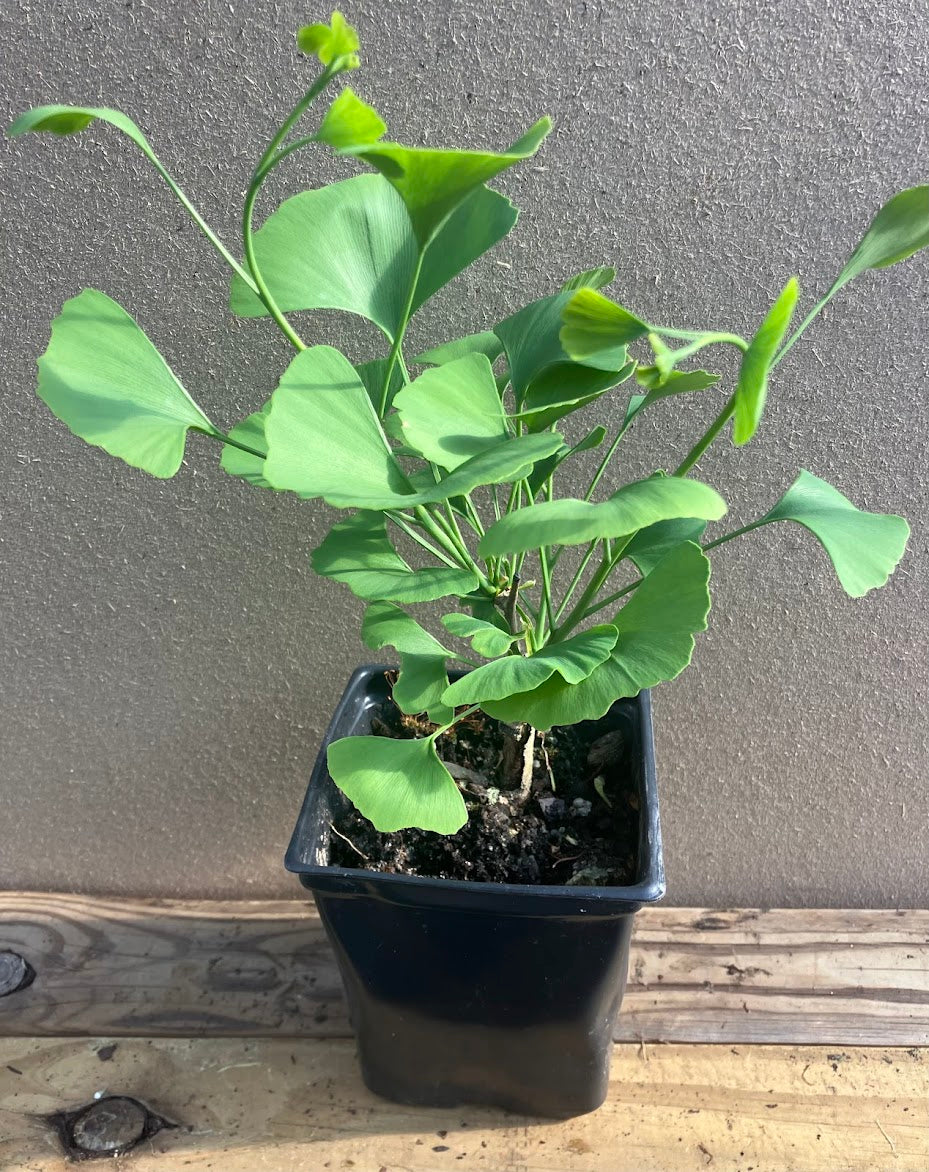 Ginkgo biloba 'Beijing Gold'