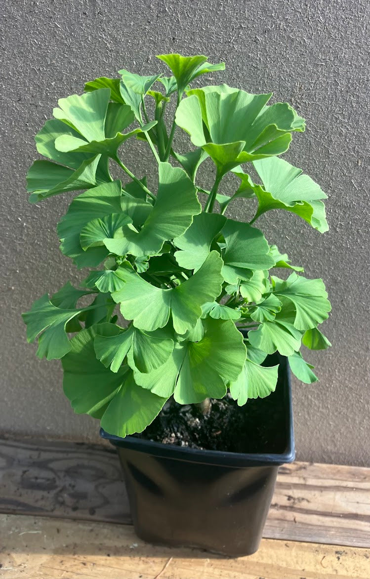 ginkgo biloba indoor plant Ginkgo biloba 'Mariken' – Garden Treasures Nursery