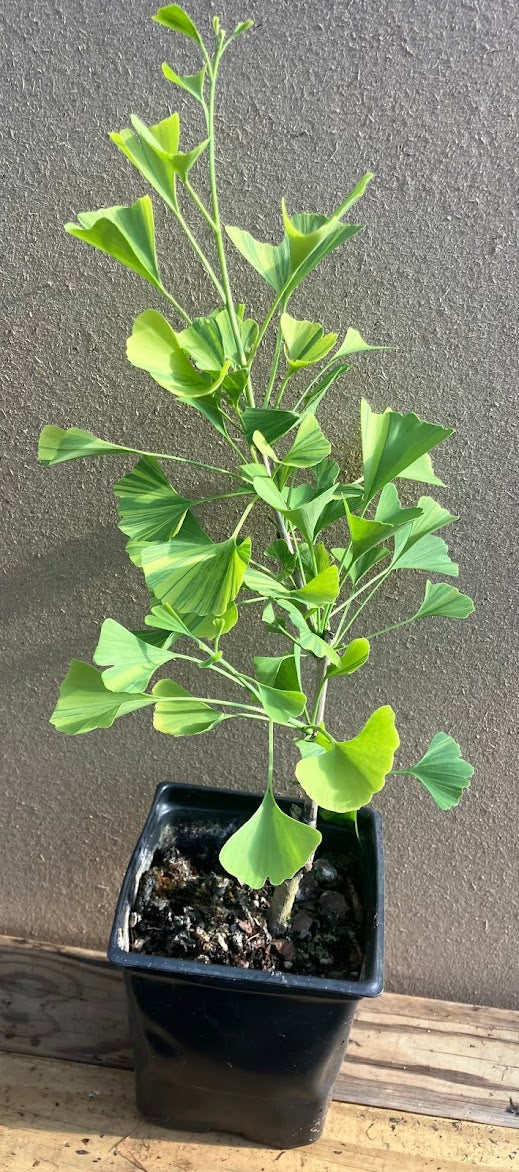 Ginkgo biloba 'Summer Rainbow'