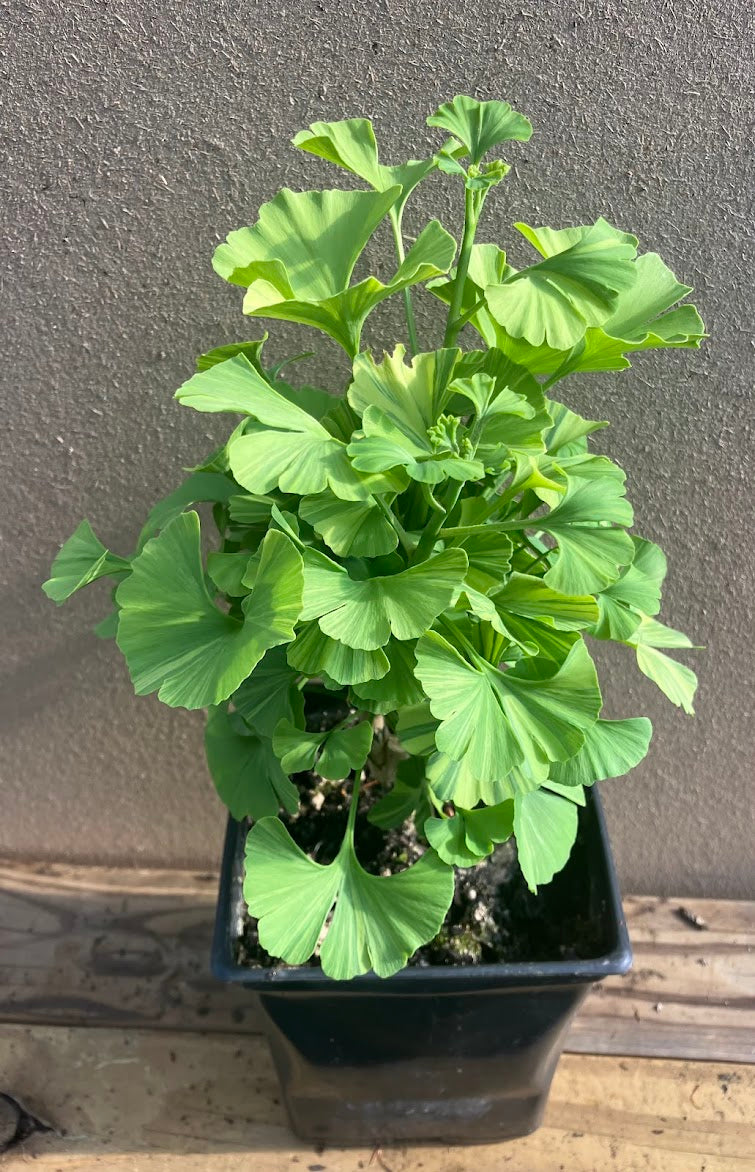 Ginkgo biloba 'Peve Maribo '