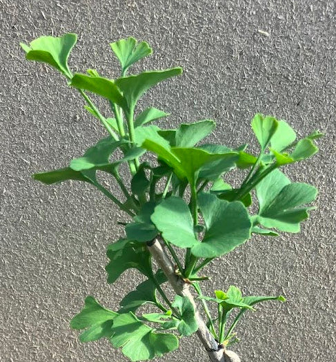 Ginkgo biloba 'Chase Manhattan'