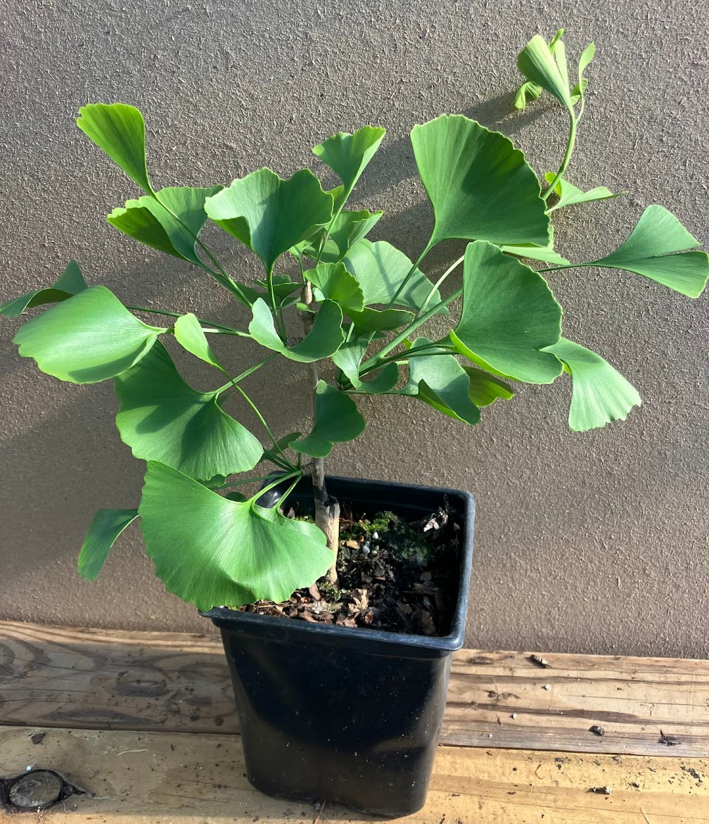 Ginkgo biloba "JC Raulston Weeping" EXTREMELY RARE!