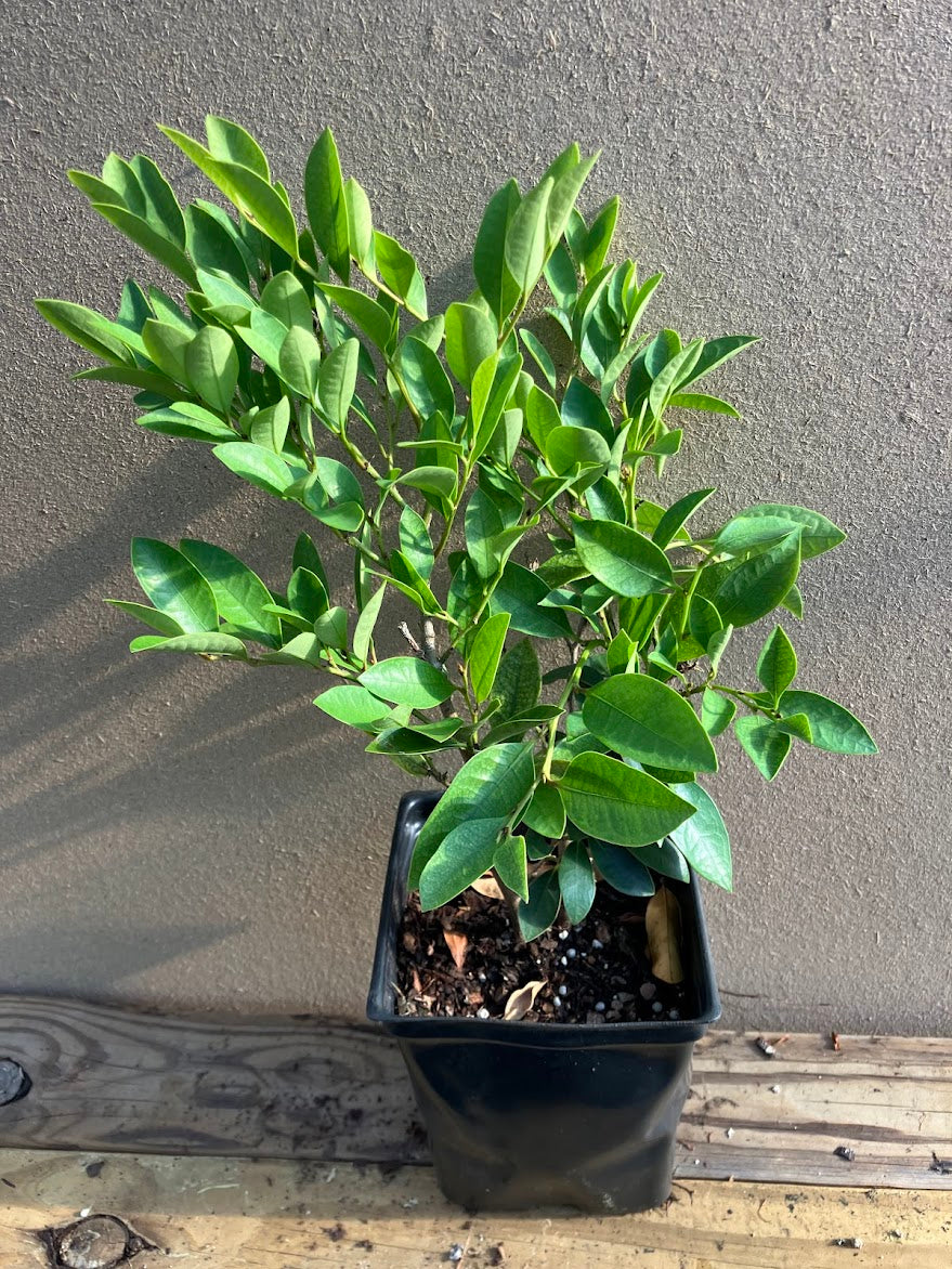 Distylium "Dr. Ishi's Variegated"