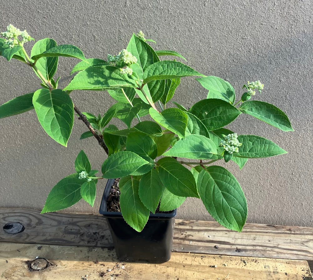 Hydrangea paniculata 'Dharuma'