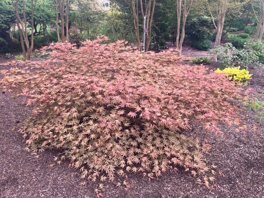 Acer palmatum 'Strawberry Spring'