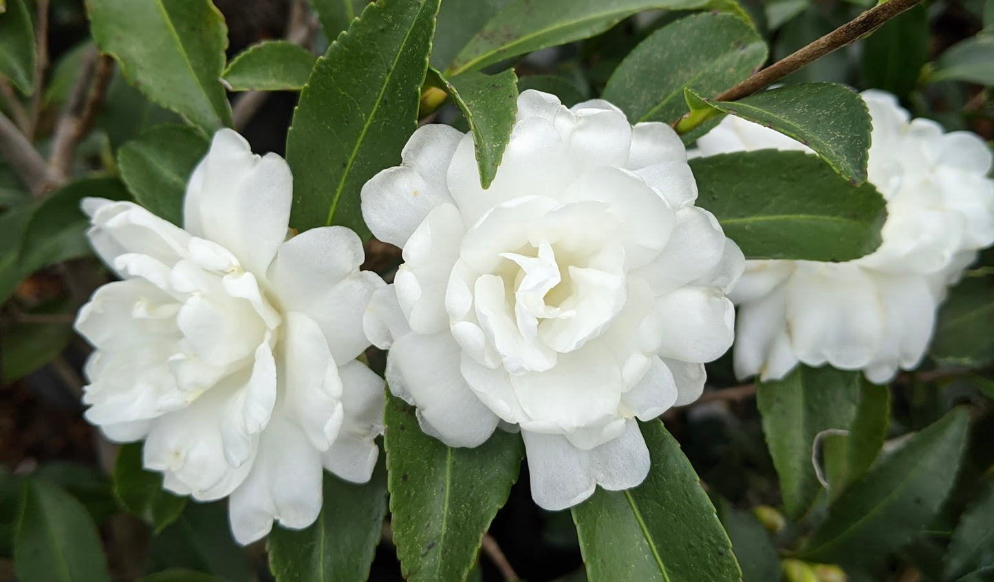 Camellia x 'Florida Blanca' RARE