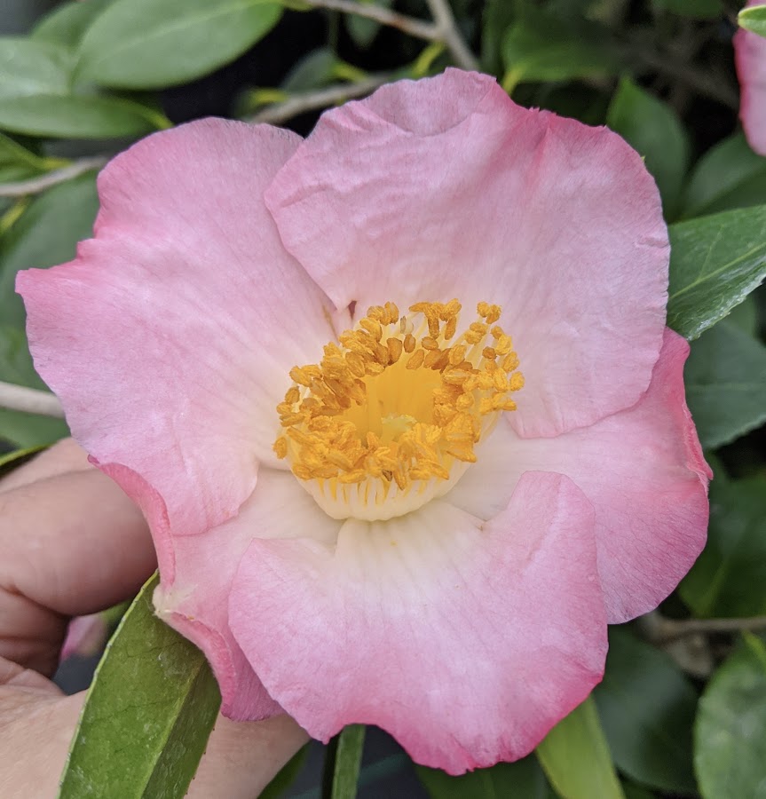 Camellia japonica 'Tama Ikari'