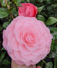 Camellia japonica 'Nuccio's Cameo'