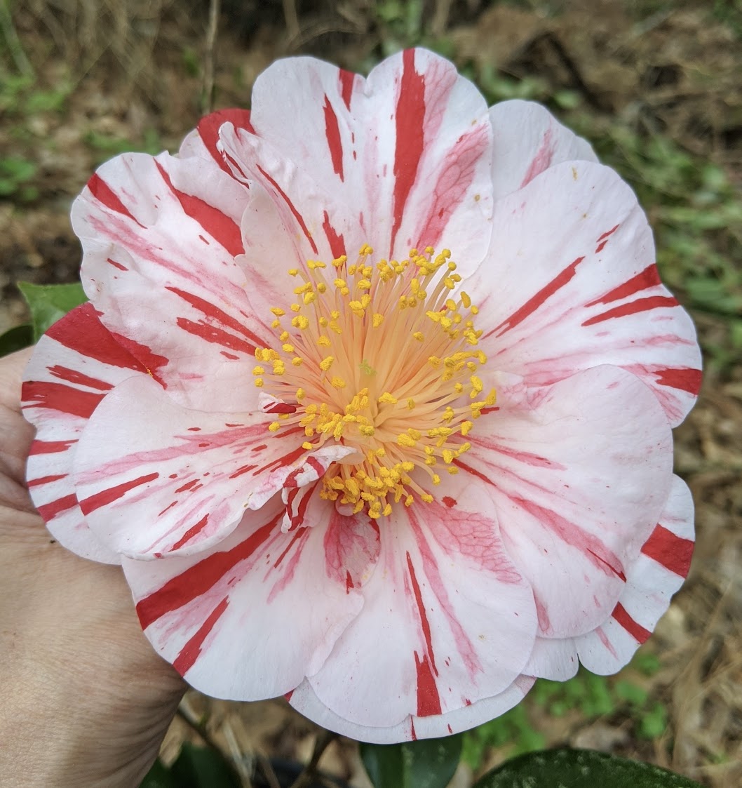 Camellia japonica 'Ferris Wheel'