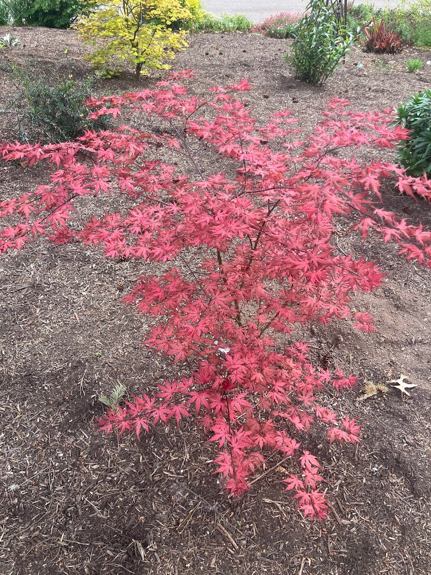 Acer palmatum 'Celebration'