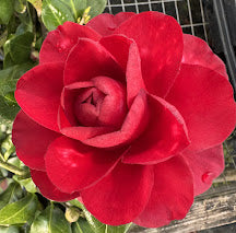 Camellia japonica 'T's Rose'