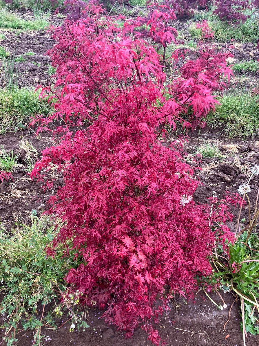Acer palmatum 'Beni Fusigi'