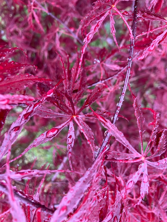 Acer palmatum 'Tamukeyama'