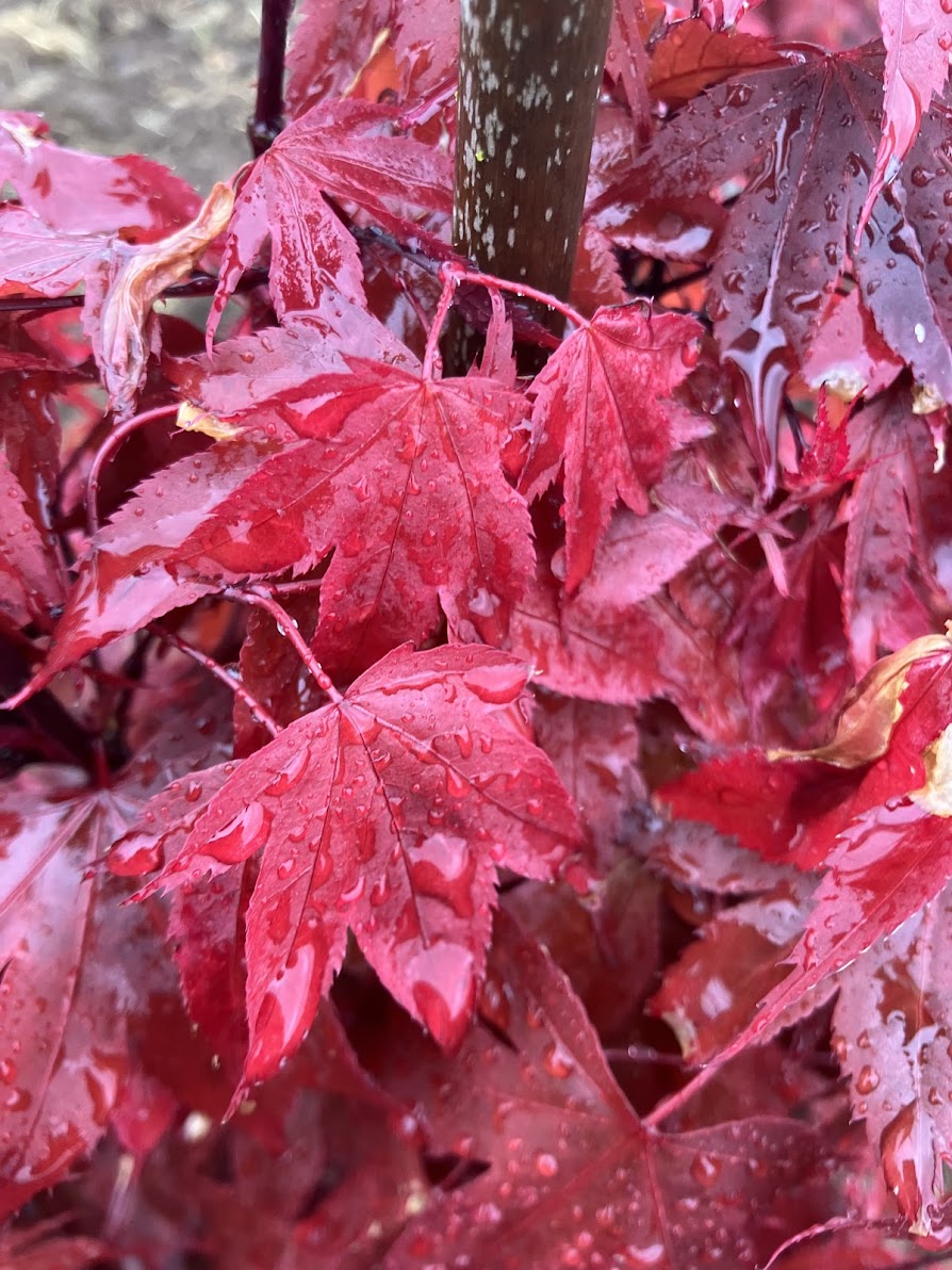 Acer palmatum 'Adrian's Compact'