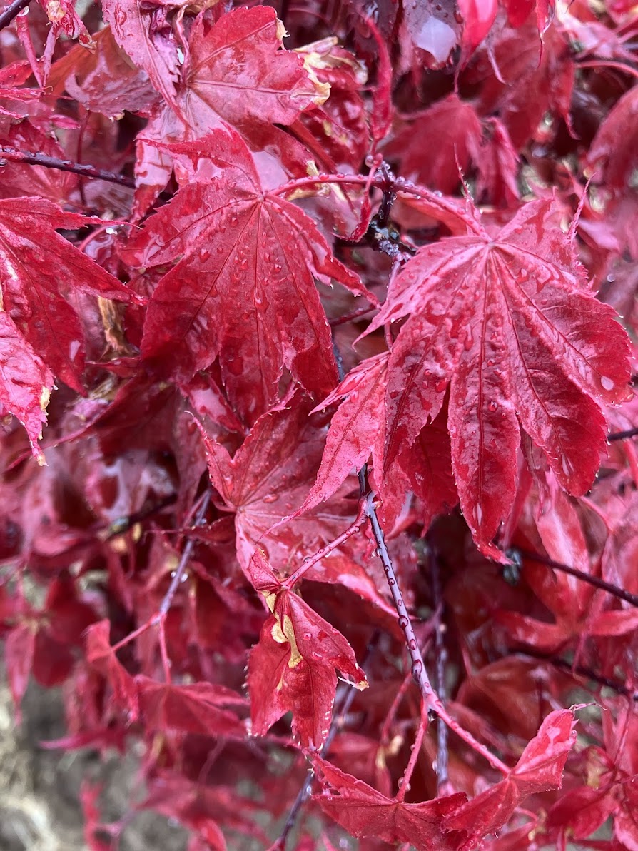 Acer palmatum 'Ruslyn in the Pink'