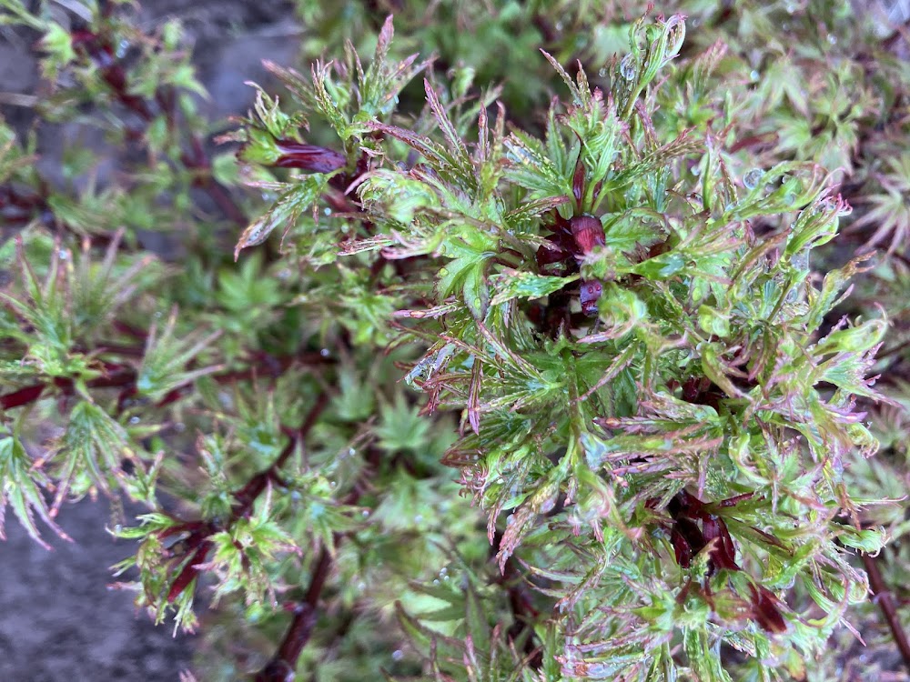 Acer palmatum 'Akita Yatsubusa'