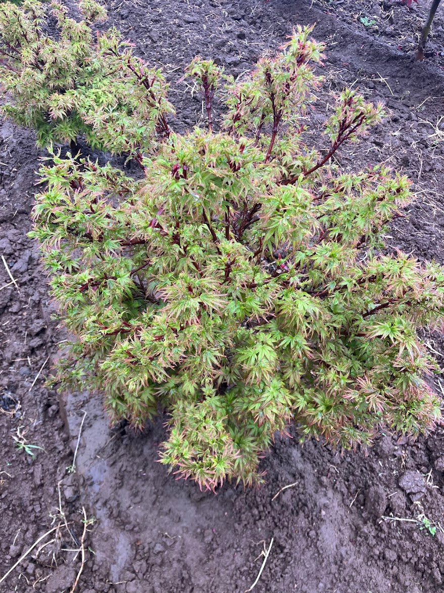 Acer palmatum 'Akita Yatsubusa'