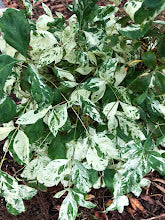 Nandina domestica 'Otafuku' RARE
