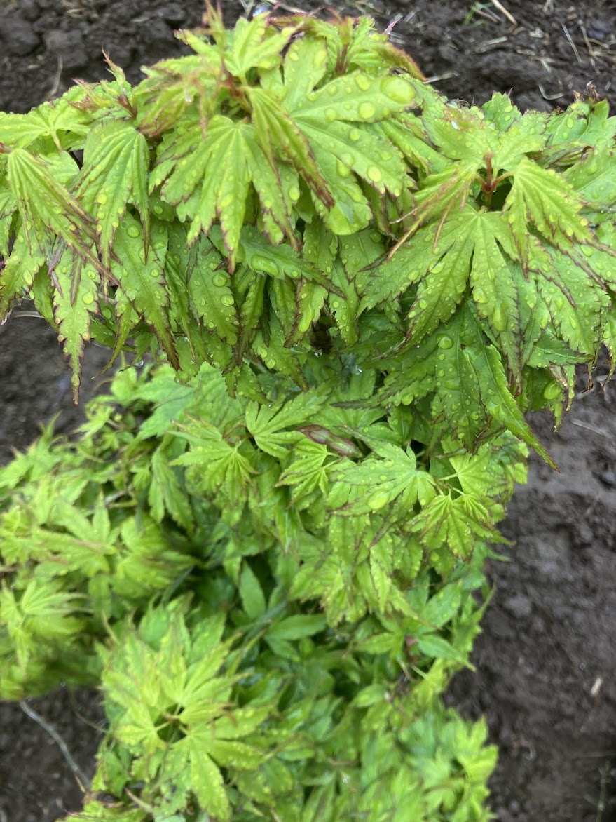 Acer palmatum 'Tattoo'