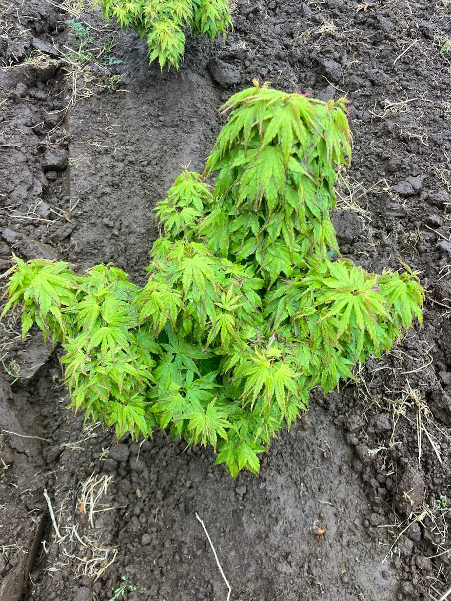 Acer palmatum 'Tattoo'
