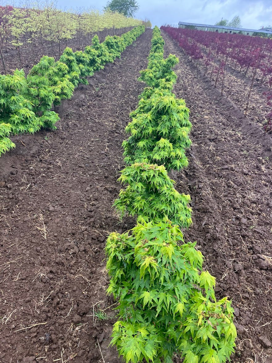 Acer palmatum 'Mikawa Yatsubusa' Dwarf Japanese Maple