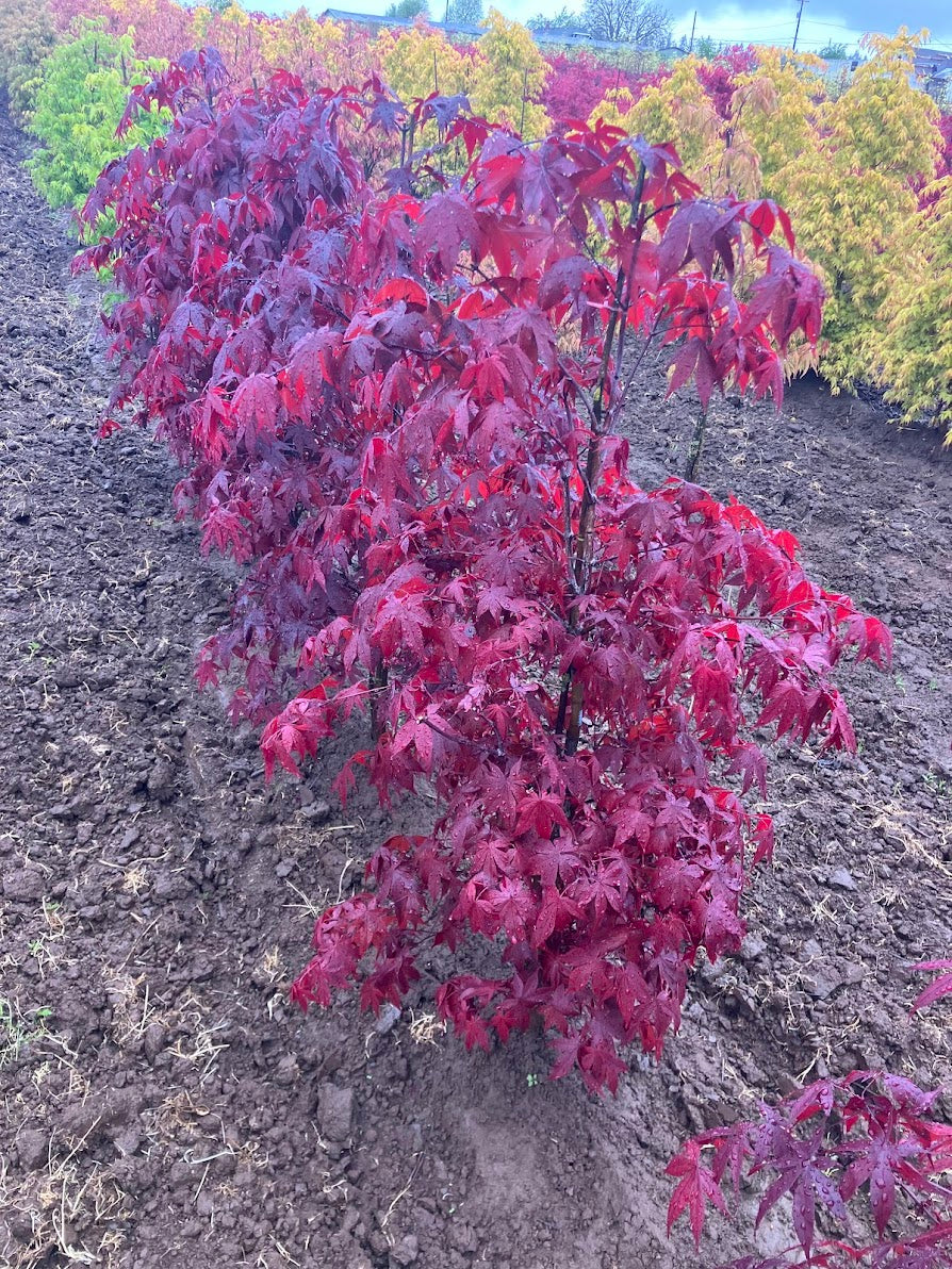 Acer palmatum 'Yubae'