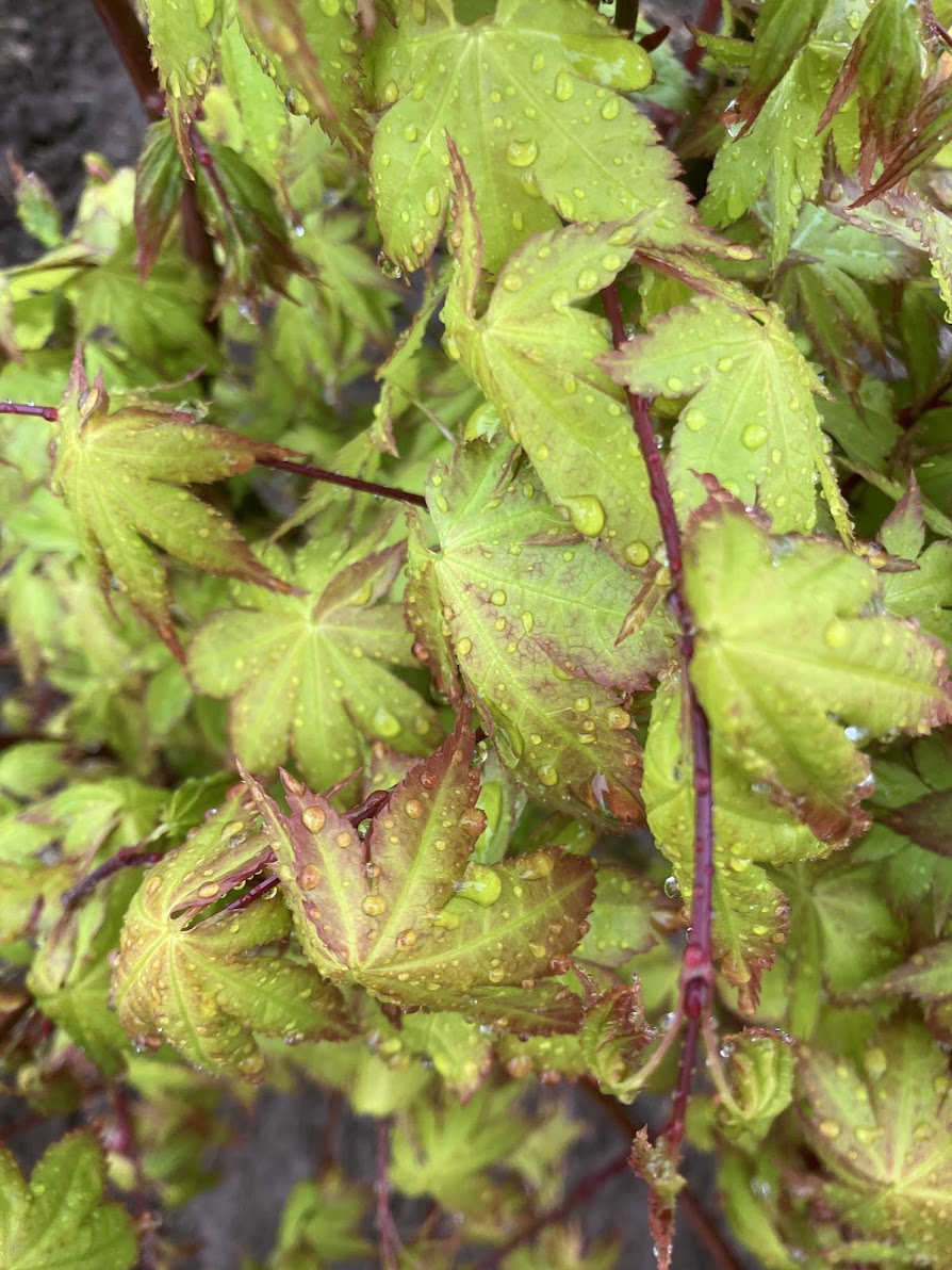 Acer palmatum 'Summer Gold'
