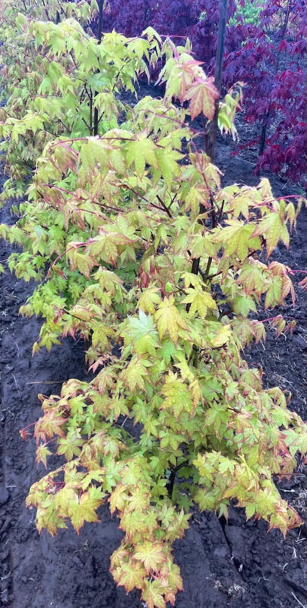 Acer palmatum 'Summer Gold'