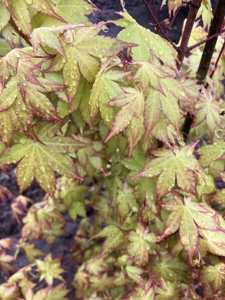 Acer palmatum 'Summer Gold'