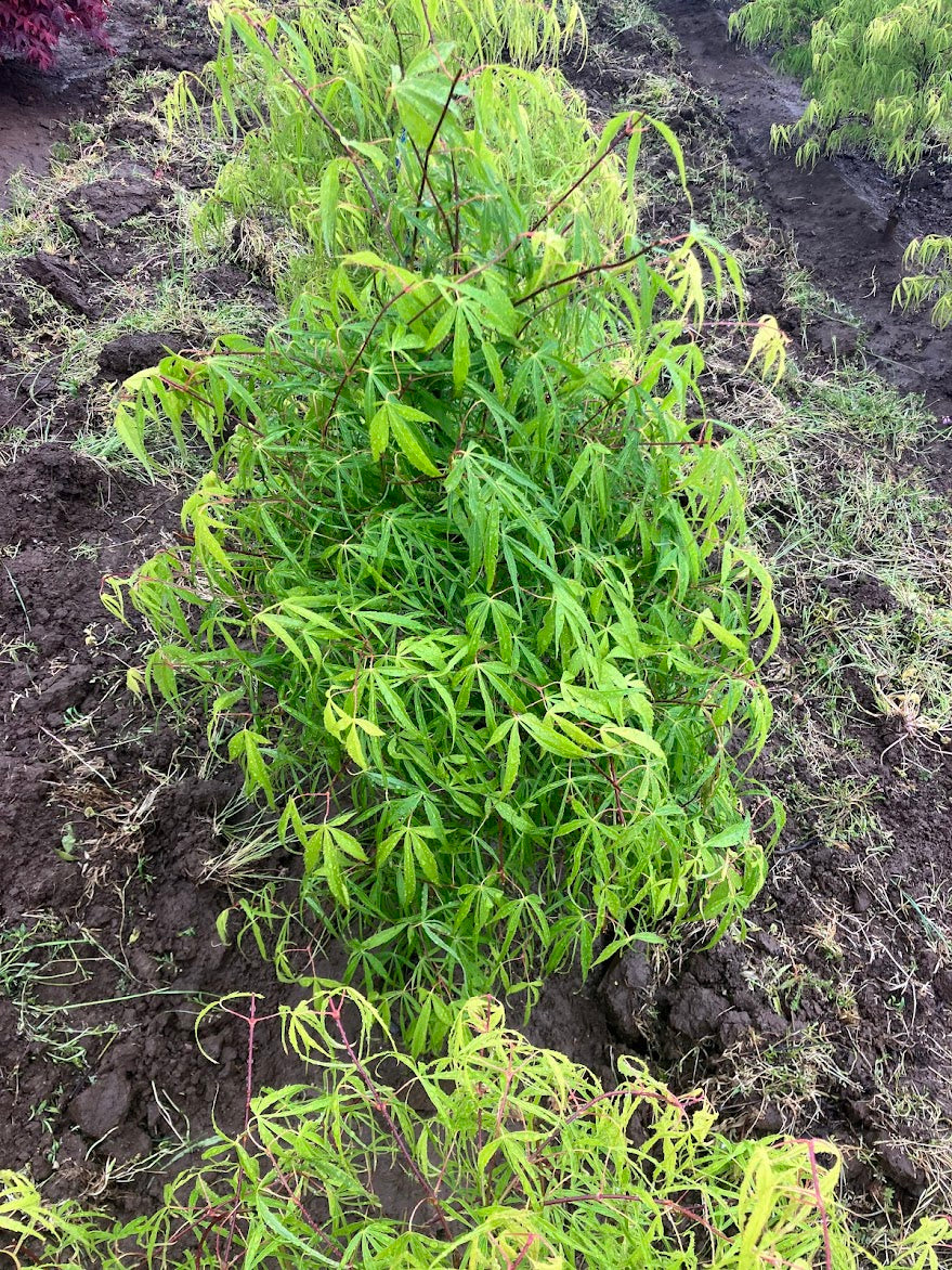 Acer palmatum 'Kinshi'