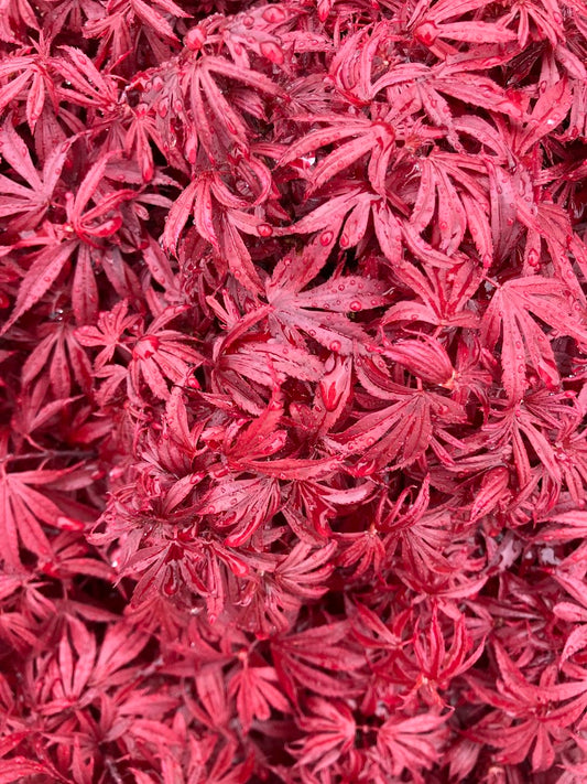Acer palmatum 'Carli's Corner Broom' Red Dwarf Japanese Maple