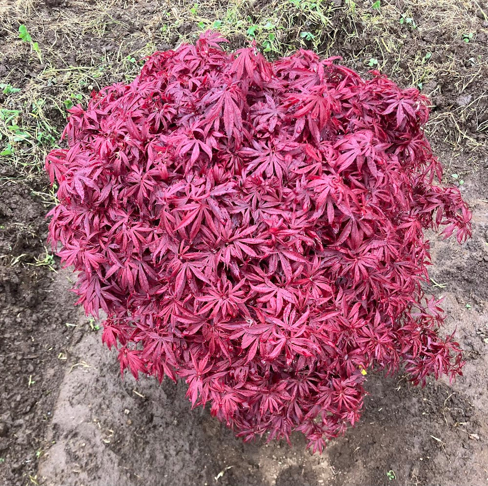 Acer palmatum 'Carli's Corner Broom' Red Dwarf Japanese Maple