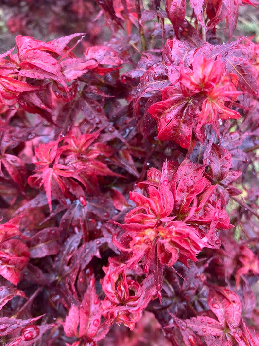 Acer palmatum 'Kurenai Jishi' Red Lion Japanese Maple