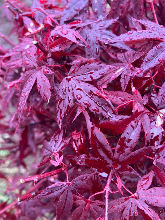 Acer palmatum 'Hime Shojo' Dwarf Red Japanese Maple