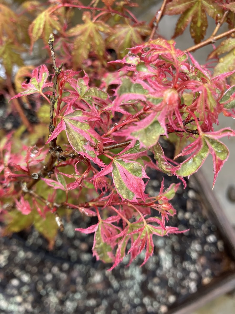 Acer palmatum 'Hana Fubuki'