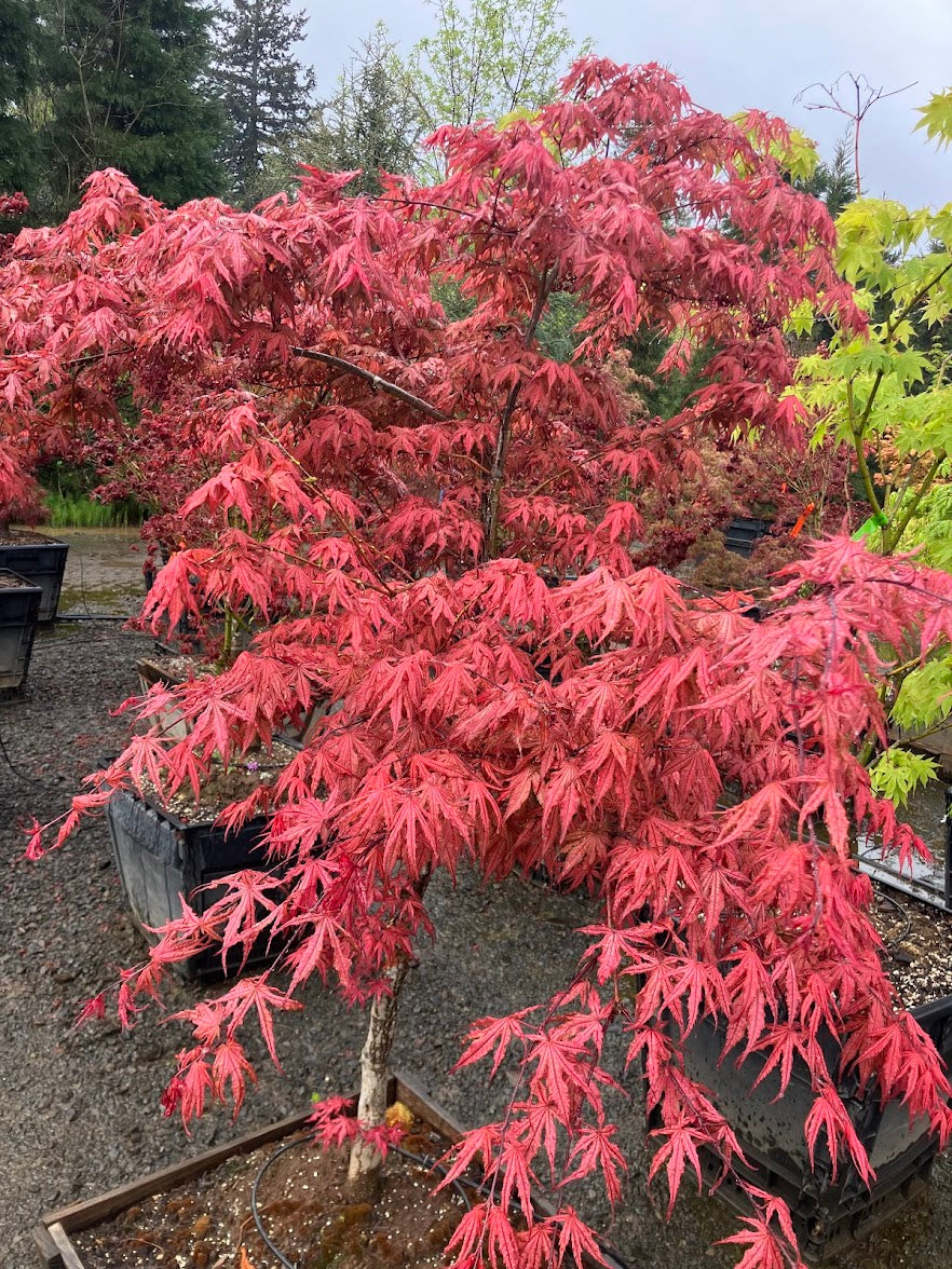 Acer palmatum 'Olsen's Frosted Strawberry'