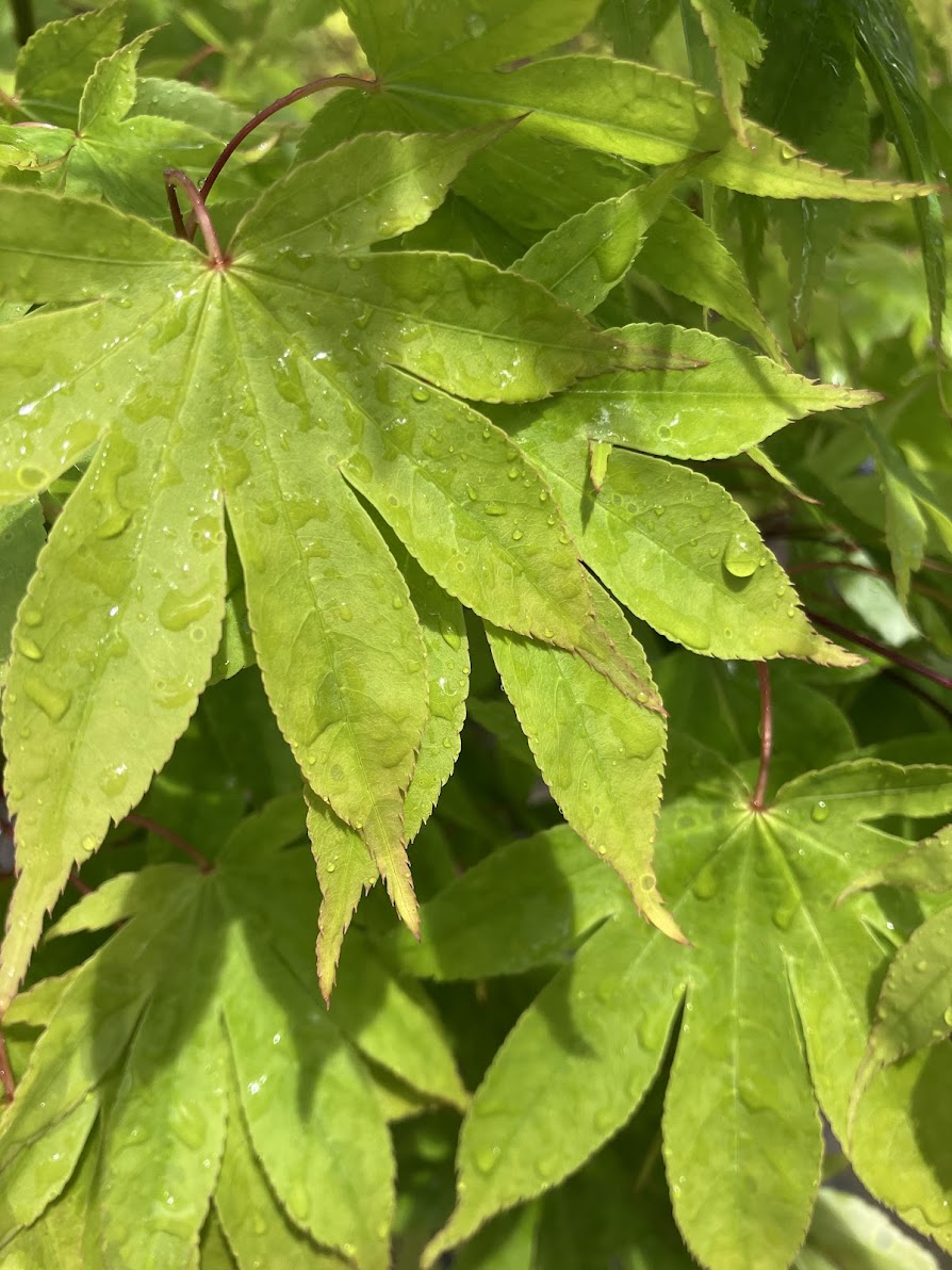 Acer palmatum 'Orange Flame'