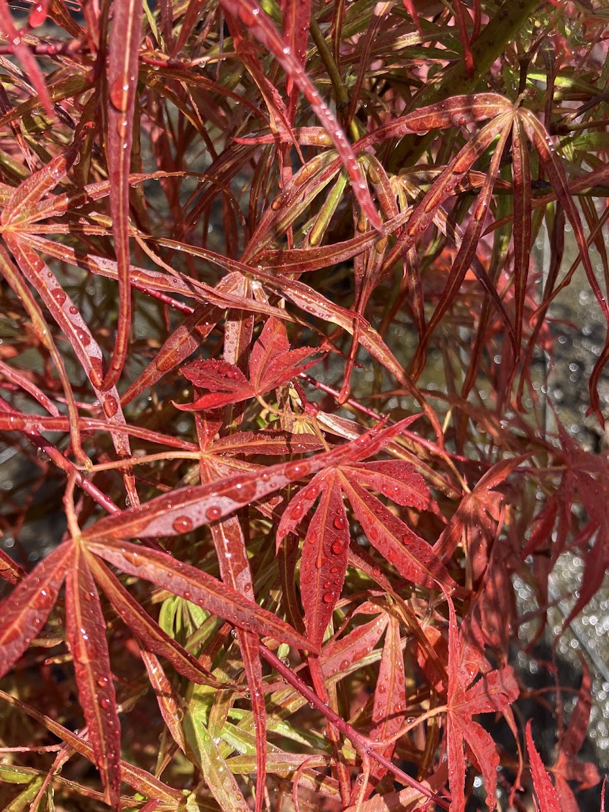 Acer palmatum 'Red Pygmy'
