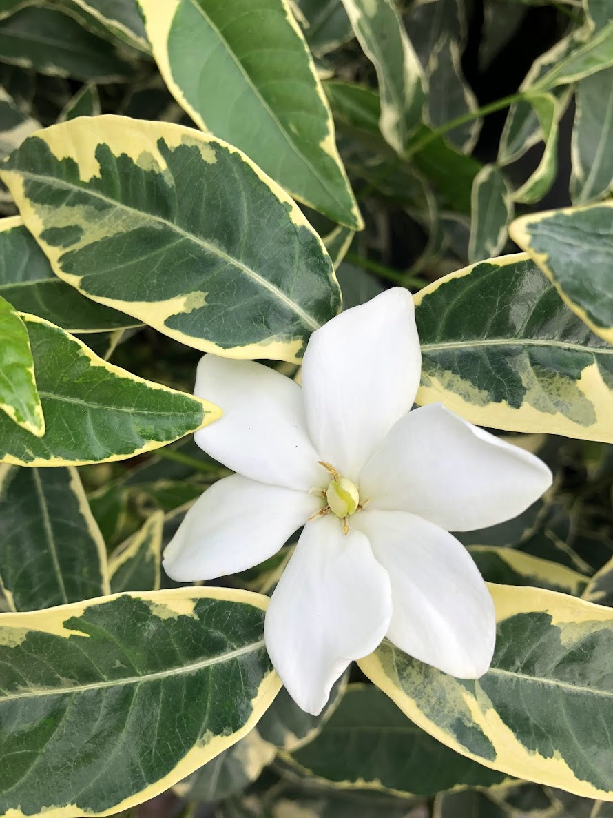 Gardenia augusta 'Variegata'