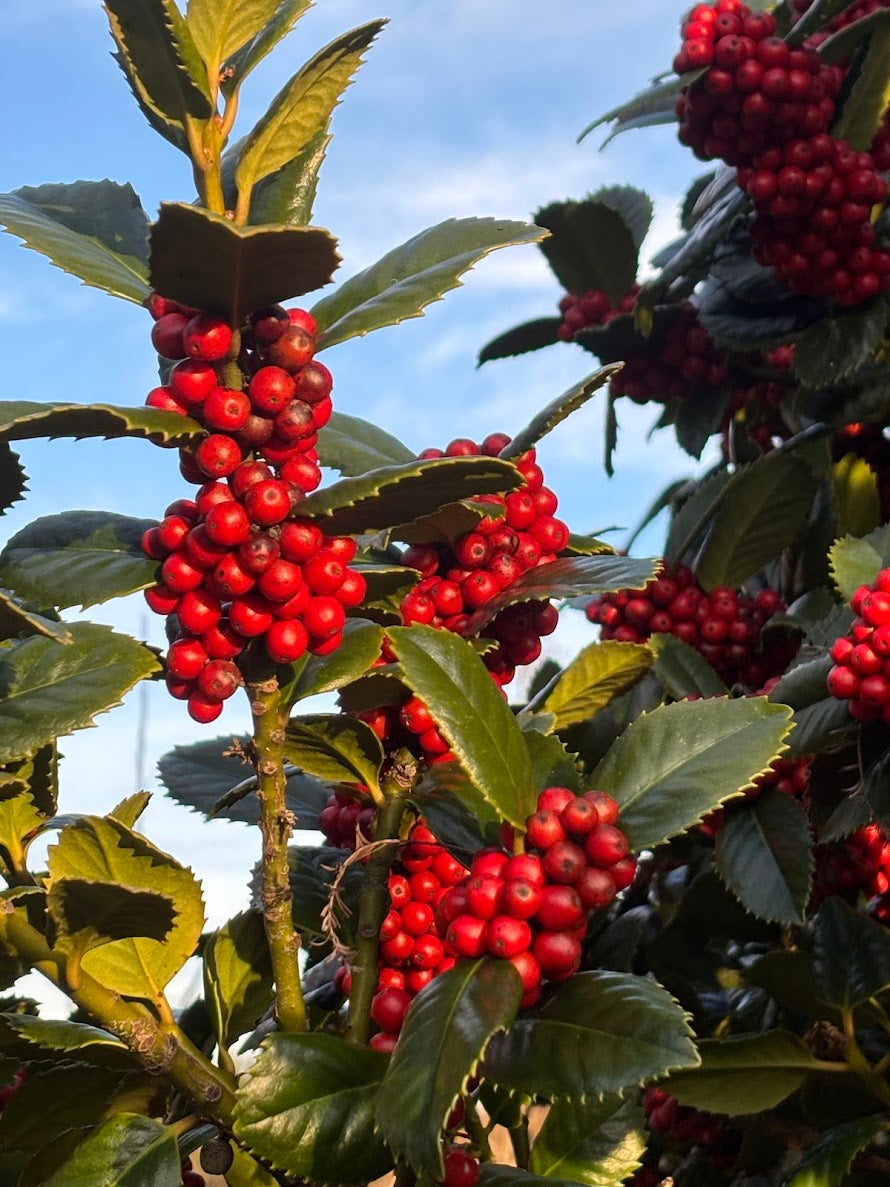 Ilex x 'Conty'