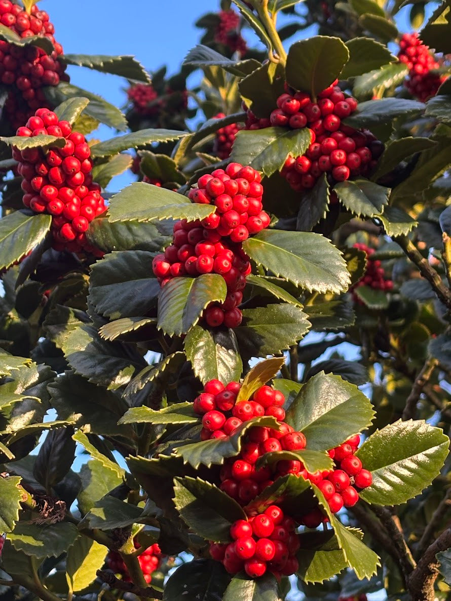Ilex x 'Conty'