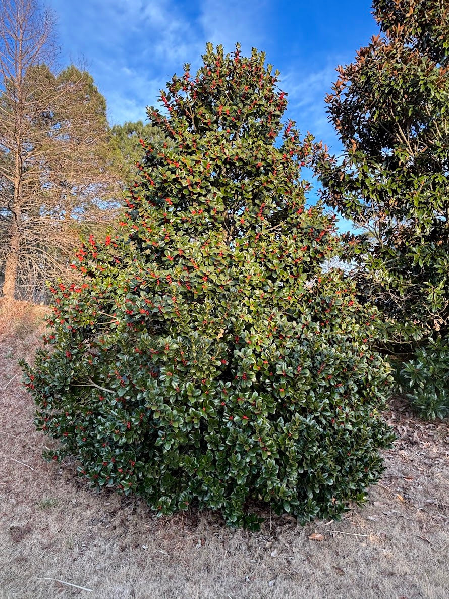 Ilex x 'Conty'