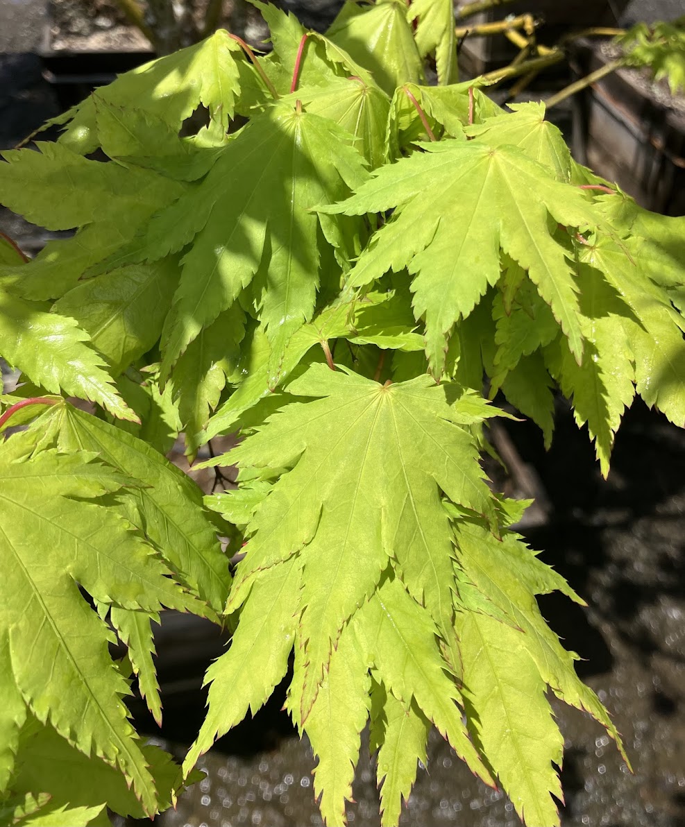 ヤマムラ① Acer palmatum 'Yama Kuzure' – Garden Treasures Nursery