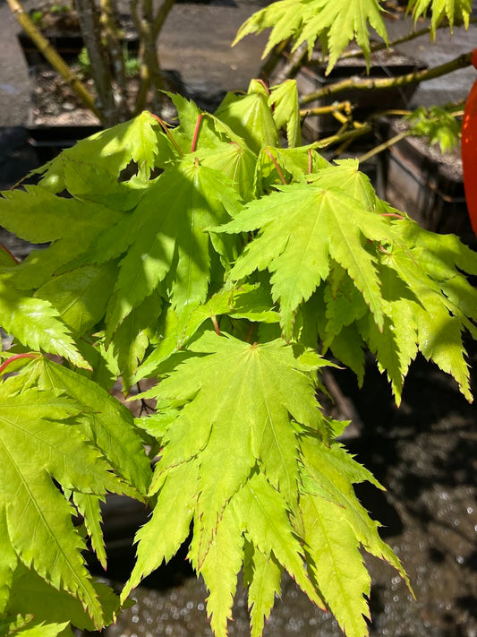 Acer palmatum 'Yama Kuzure'