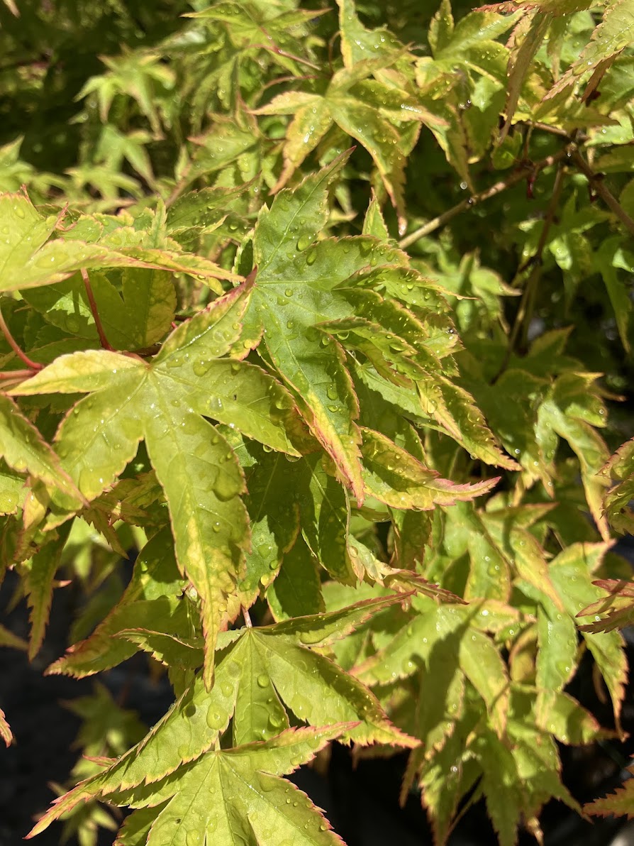 Acer palmatum 'Sagara Nishiki'