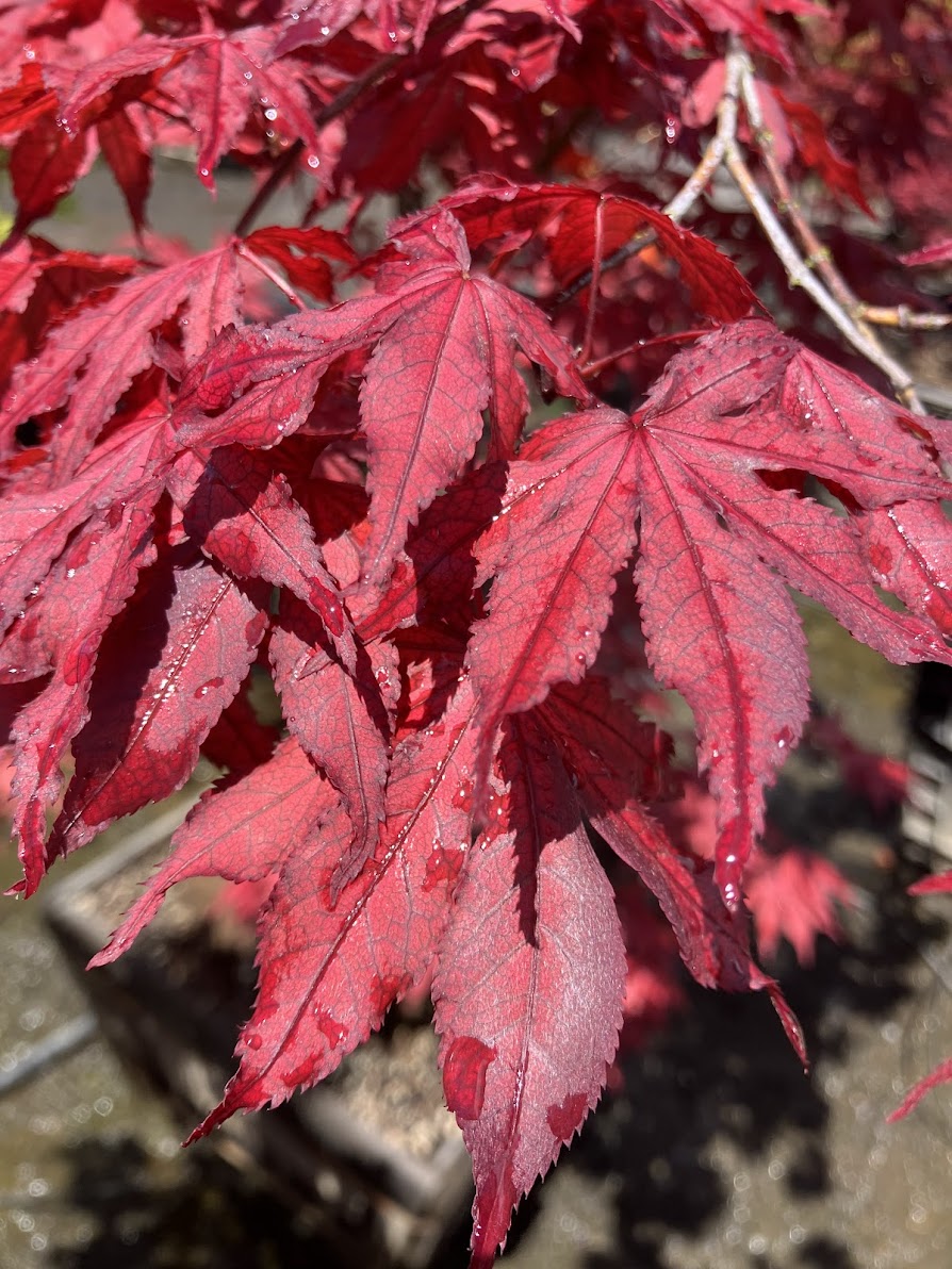Acer palmatum 'Amagi Shigure'