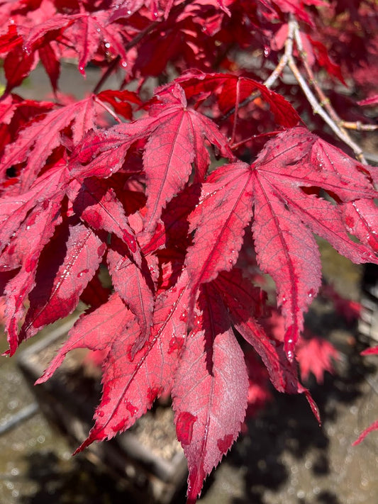 Acer palmatum 'Amagi Shigure'