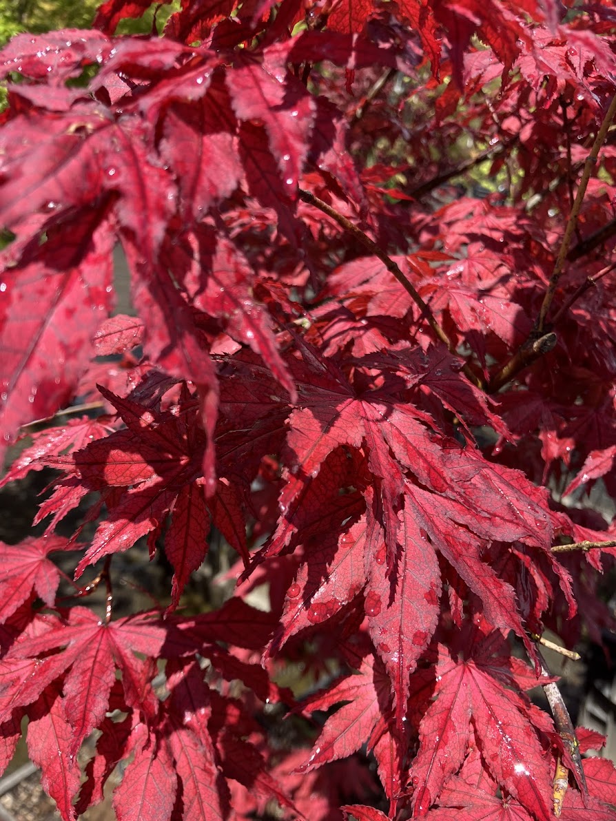 Acer palmatum 'Amagi Shigure'