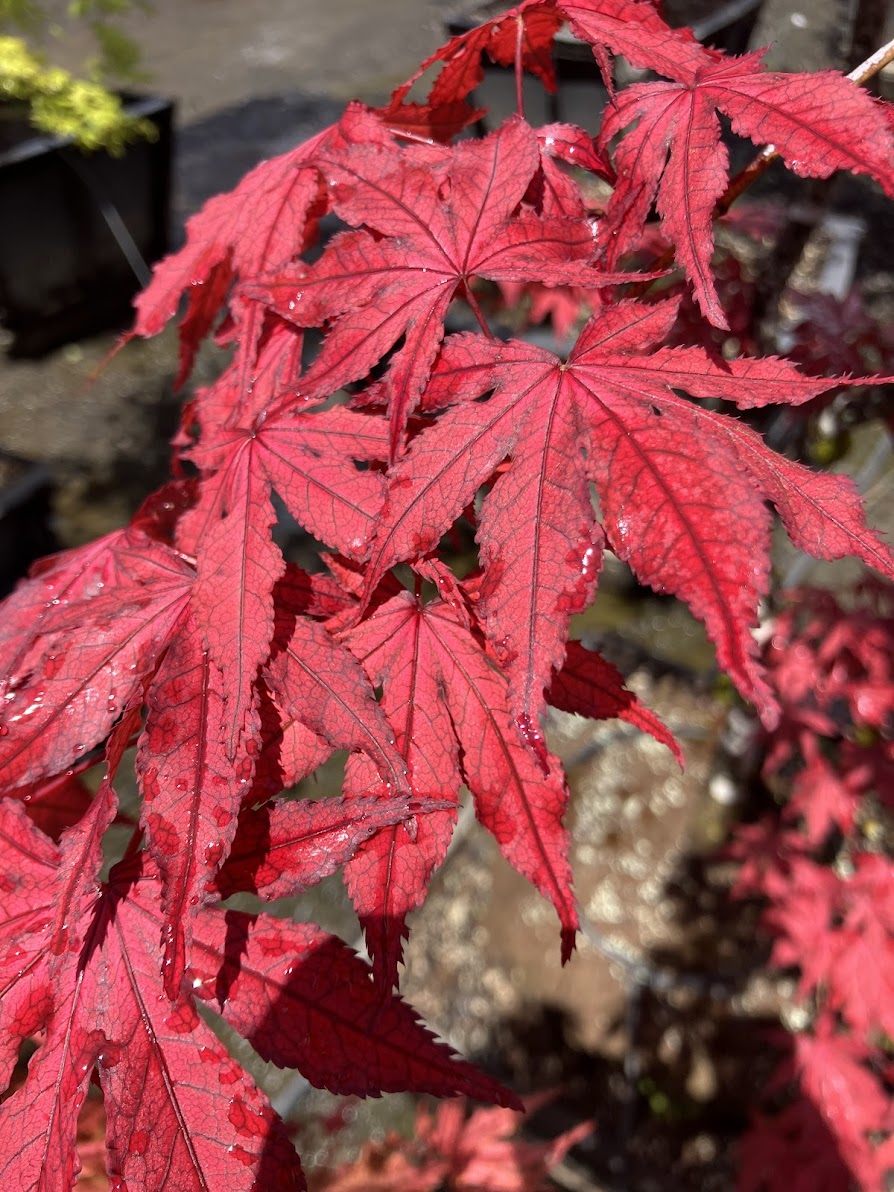 Acer palmatum 'Amagi Shigure'