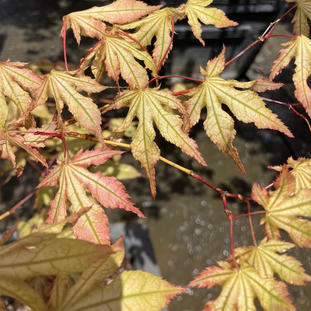 Acer palmatum 'Sawa Chidori'